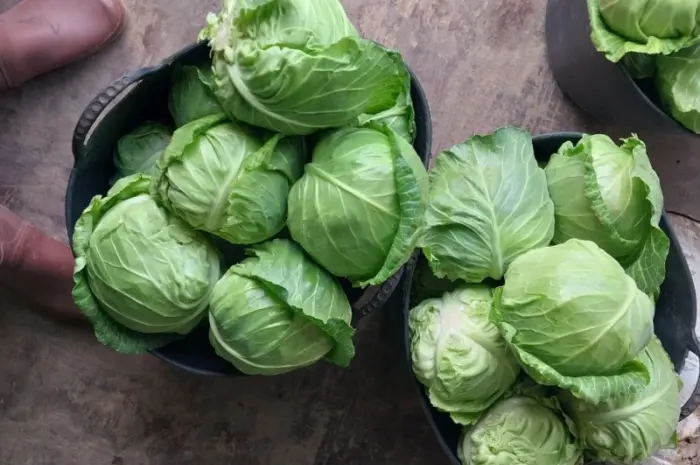 Продам молодую капусту- фото № 4