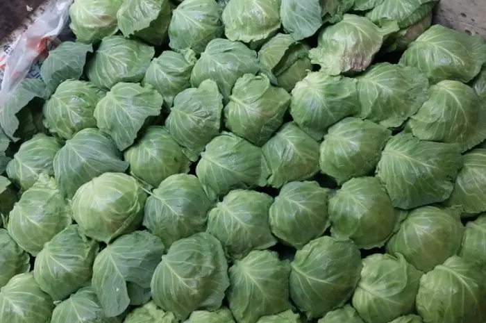 Продам молодую капусту- фото № 5