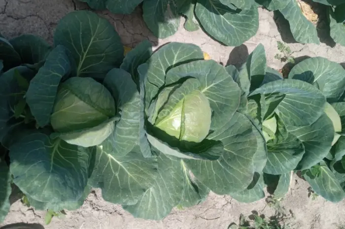 Продам молодую капусту- фото № 2