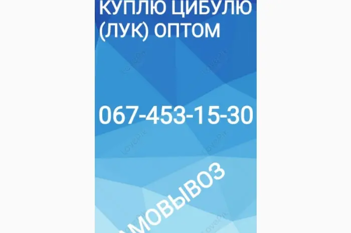 Куплю лук оптом- фото № 1