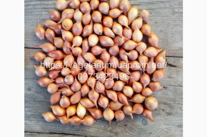 Продажа качественного Лука севок Штутгарт- фото № 1