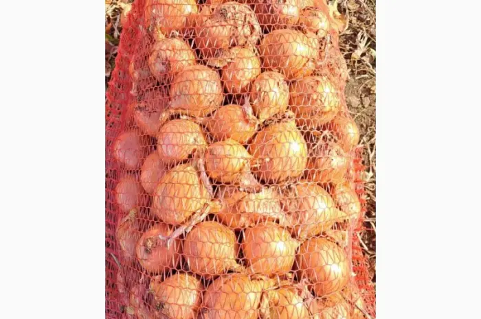 Продам фазирований лук, сорт Медуза 10грн, мілкий 2 грн- фото № 1