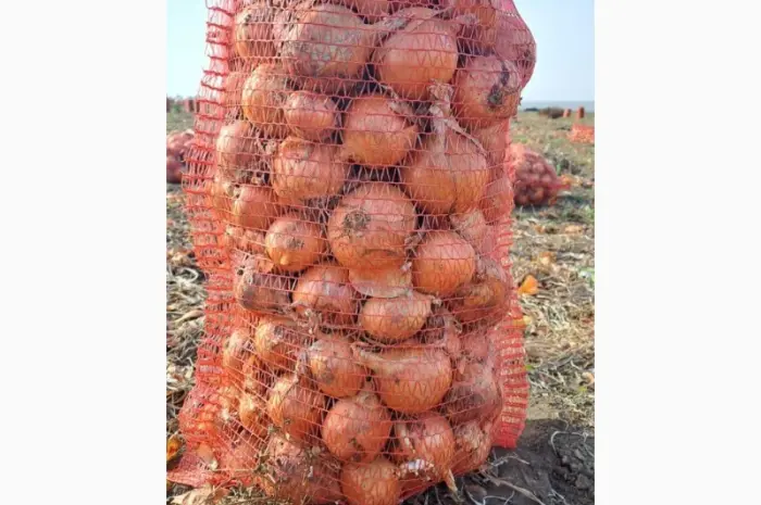 Продам фазирований лук, сорт Медуза 10грн, мілкий 2 грн- фото № 2