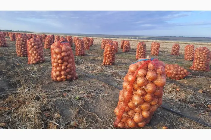 Продам фазирований лук, сорт Медуза 10грн, мілкий 2 грн- фото № 3