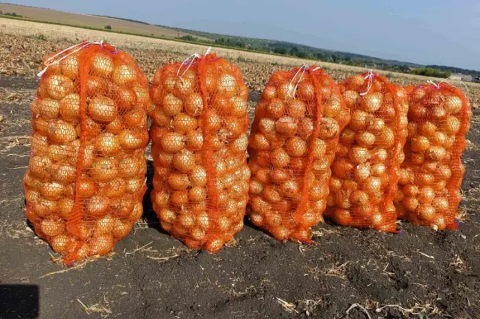 Продам лук сорт братко- фото № 2