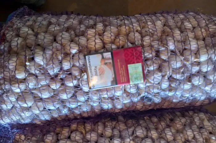 Продаём лук севок на постоянной основе- фото № 7