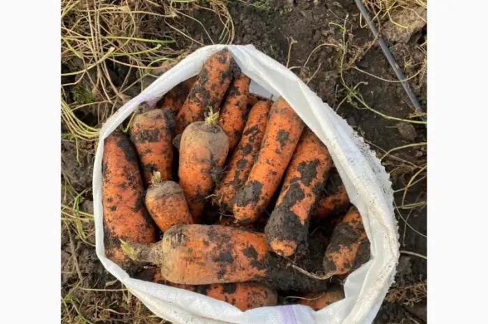 Продам моркву та буряк від виробника від 10 тонн- фото № 2