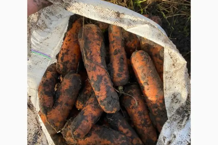 Продам моркву та буряк від виробника від 10 тонн- фото № 3