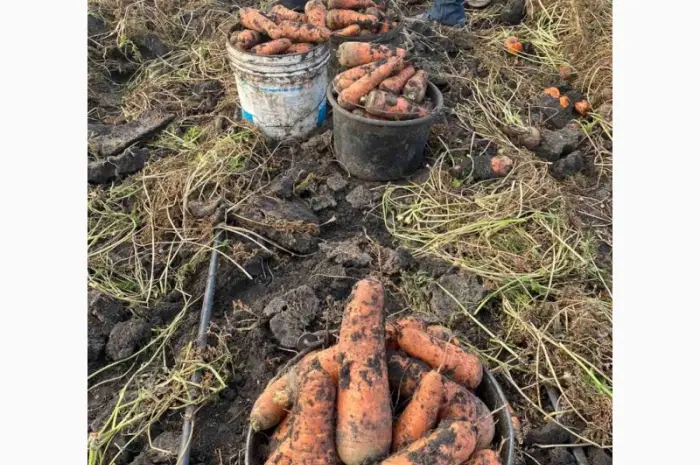 Продам моркву та буряк від виробника від 10 тонн- фото № 5
