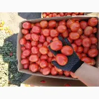 Представитель консервного завода. Закупаем помидоры- фото № 3