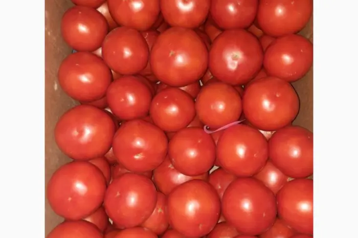 Продам розовый помидор- фото № 1