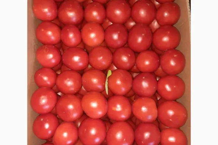 Продам розовый помидор- фото № 3