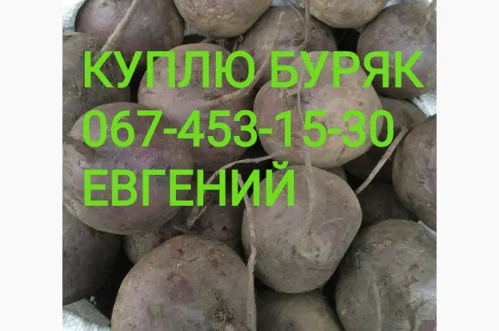 Куплю Свекла красная столовая ( Свекла) съедобная- фото № 1