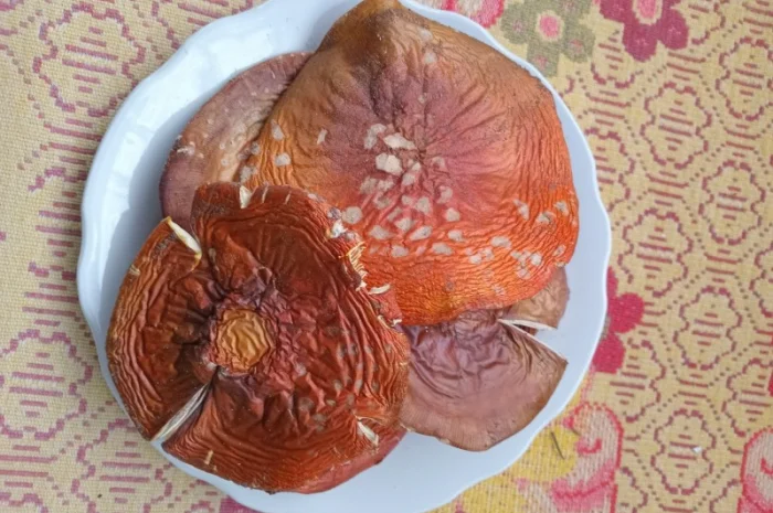 Продам шляпки червоного мухомора- фото № 2