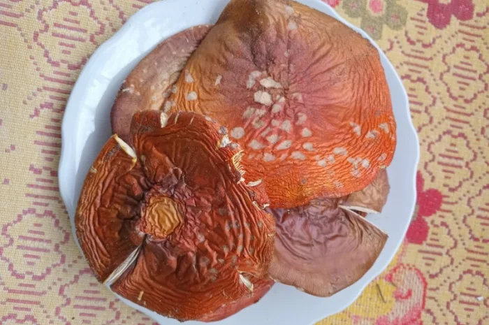 Продам шляпки червоного мухомора- фото № 3