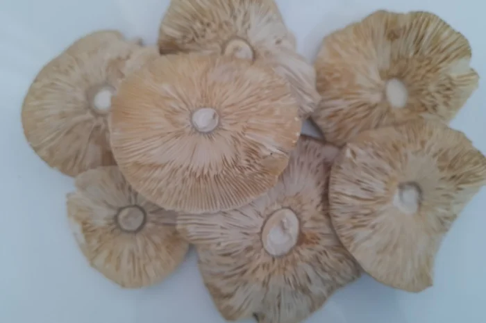 Мухомор пантерний першого сорту на продажу- фото № 3