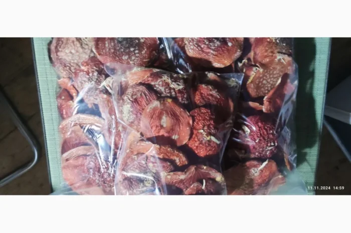 Продажа червоного мухомора, збір 25 року- фото № 2