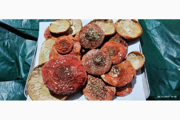 Продажа червоного мухомора, збір 25 року- фото № 3