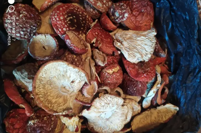 Мухомор красный (Amanita muscaria) высшего качества- фото № 1