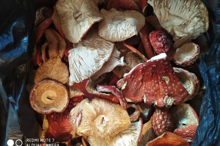 Мухомор красный (Amanita muscaria) высшего качества- фото № 2