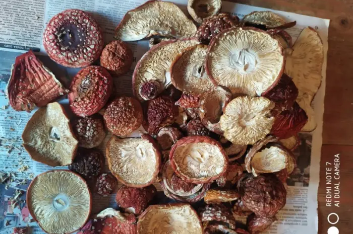 Мухомор красный (Amanita muscaria) высшего качества- фото № 3
