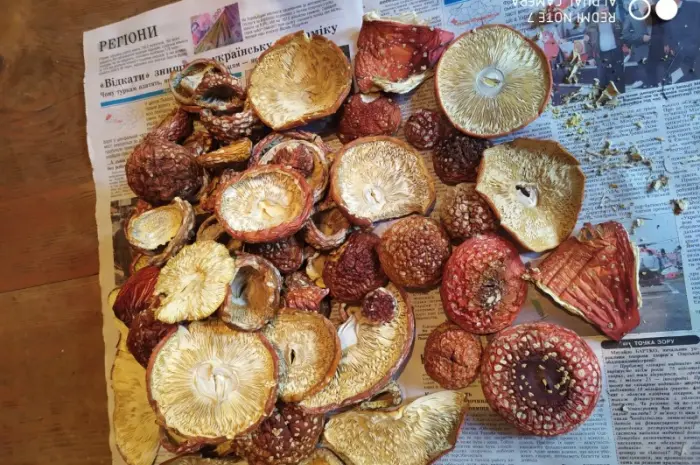 Мухомор красный (Amanita muscaria) высшего качества- фото № 4
