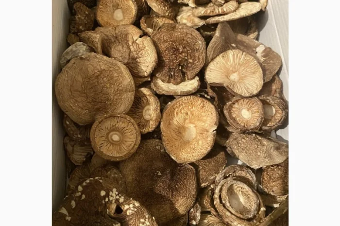 Продажа пантерного мухомора- фото № 1