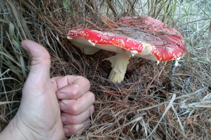 Продажа сушеного Мухомора червоного- фото № 4
