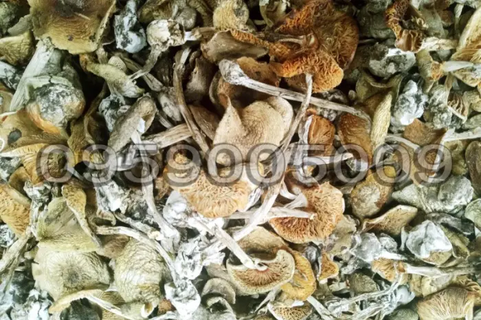 Продажа Бліда поганка (Amanita phalloides)- фото № 2