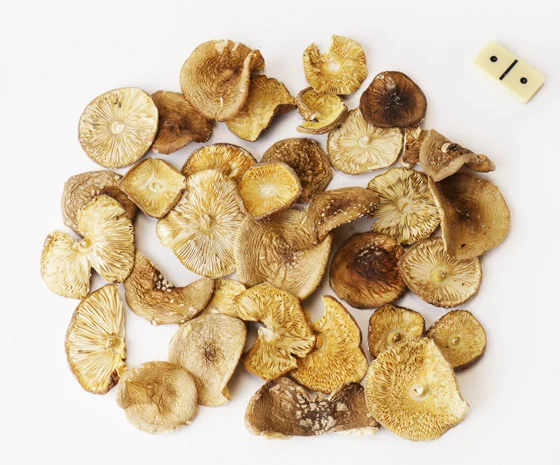 Мухомор пантерний на продажу- фото № 3