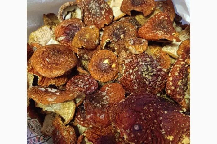 Мухомор червоний, збір 2025 року- фото № 2