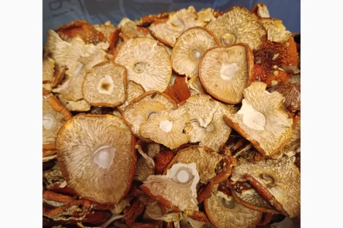 Мухомор червоний, збір 2025 року- фото № 3