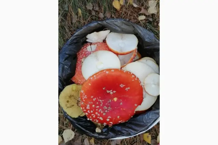 Сушеный Красный Мухомор на продажу- фото № 1