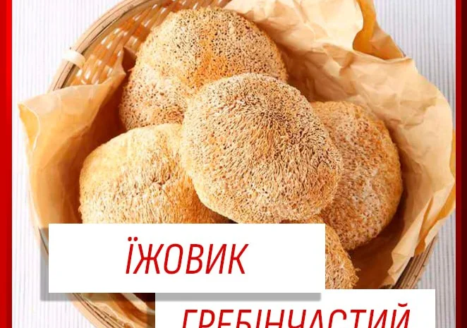 Ежовик Гребенчатий: капсули та порошок- фото № 1