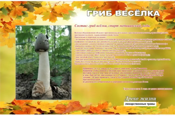 Настойка гриба Веселка для здоровья- фото № 1