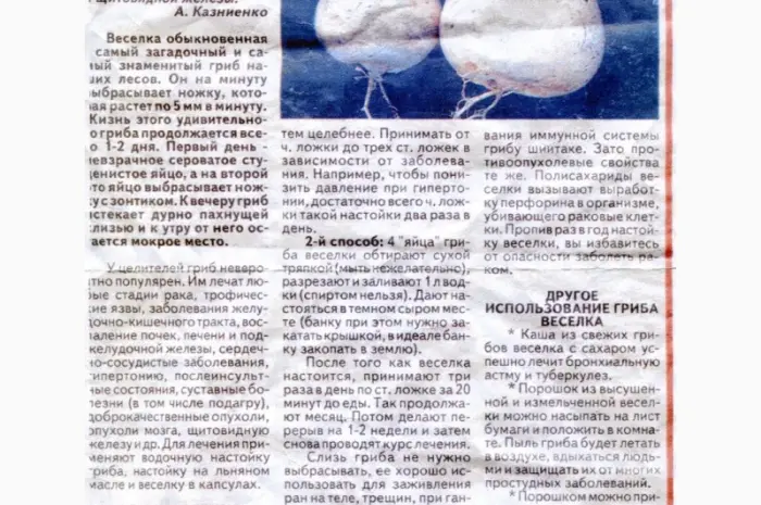 Гриб Веселка на продажу- фото № 2