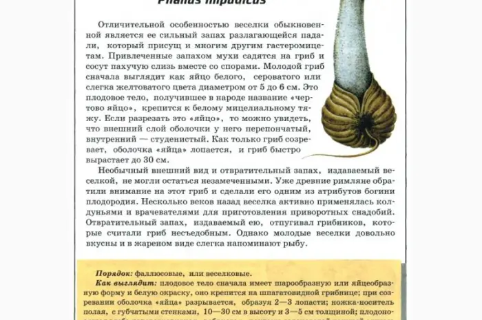 Гриб Веселка на продажу- фото № 5