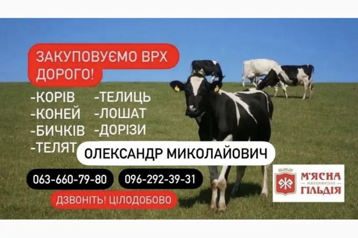Житомирський мʼясокомбінат закуповує худобу коні телята ДОРОГО- фото № 1