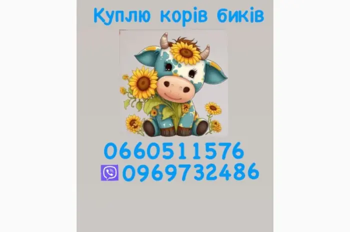 Куплю коров куплю быков- фото № 1