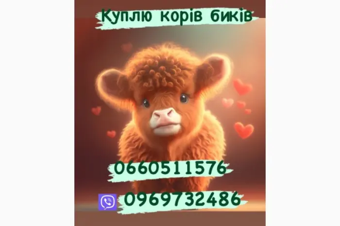 Куплю коней жеребцов и кобыл коров бычков- фото № 1