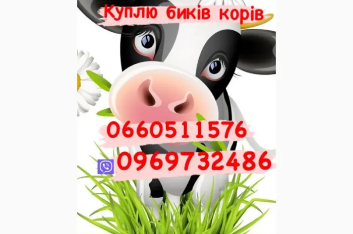 Куплю коней лошаков кобыл и гавядину- фото № 1
