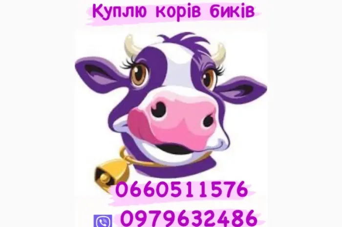 Закупка корів та биків любої породи- фото № 1