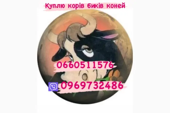 Куплю быков поросят дорого свиней свиноматки- фото № 1