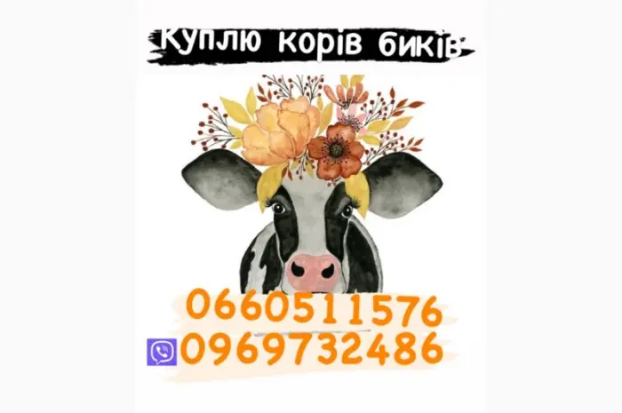 Куплю бичків баранів- фото № 1