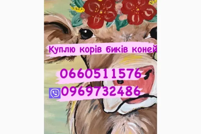 Куплю на мясо быков любой весовой категории- фото № 1