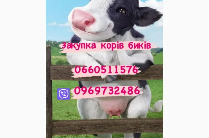 Куплю коров и быков любой веса- фото № 1