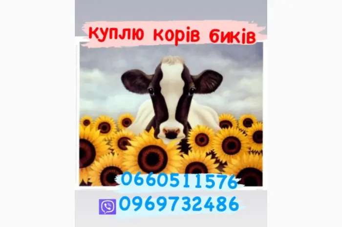 Куплю биків телят молодняк коров- фото № 1