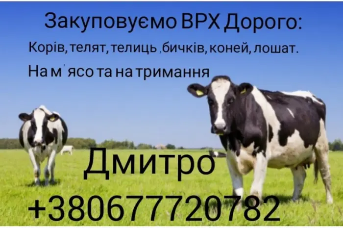 Купляємо : ВРХ- фото № 4