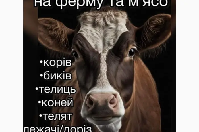 Закупка крс- фото № 1