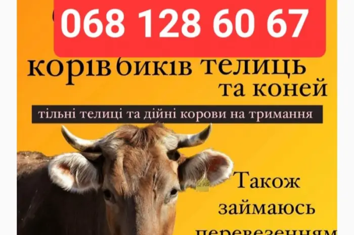 Закупка крс на содержание- фото № 1
